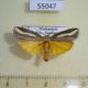 55047p-Pyralidae-Sindris-sganzini-Madagascar-10