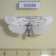 55048p Arctiidae Eilema argentea infuscata Madagascar $6