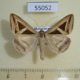 55052p-Noctuidae-Trigonodes-hyppasia-Madagascar-8