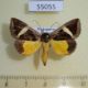 55055p-Noctuidae-Fodina-hayesi-Madagascar-7