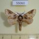 55060p-Notodontiidae-sp.-Madagascar-5