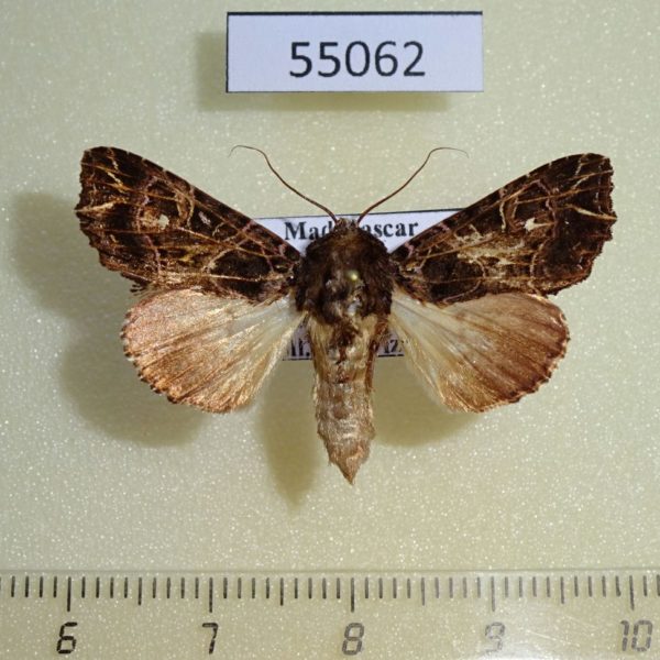 Noctuidae Callopistria pauliani Madagascar