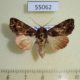 55062p-Noctuidae-Callopistria-pauliani-Madagascar-9