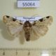 55064p-Noctuidae-Mentaxya-sexalata-Madagascar-5