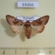 55066p-Noctuidae-Conservula-cinisigna-Madagascar-9