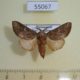 55067p Notodontiidae Romaleostaura insularis Madagascar $6
