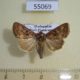 55069p-Noctuidae-sp.-Madagascar-6