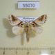 55070p-Notodontiidae-Acroctena-gemina-Madagascar-15