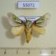 55072p-Limacodidae-Parasa-sp.-reginula-Madagascar-7