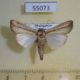 55073p-Noctuidae-Leucania-curvula-Madagascar-7