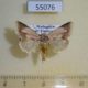 55076p-Noctuidae-Acontia-viettei-Madagascar-8