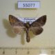 55077p-Noctuidae-Thysanoplusia-aspila-Madagascar-8