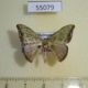 55079p-Geometridae-Hypocoela-fasciata-Madagascar-7