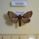 55080p-Noctuidae-Anomis-cobaltina-Madagascar-8