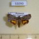 55090p-Hyblaeidae-Hyblaea-paulianii-Madagascar-6