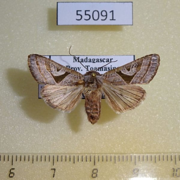 Noctuidae Conservula subrosacea Madagascar