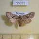 55091p-Noctuidae-Conservula-subrosacea-Madagascar-9
