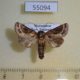 55094p-Noctuidae-Fletcherea-pratti-Madagascar-7
