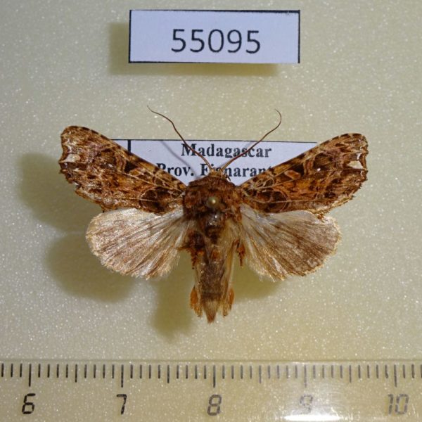 Noctuidae Callopistria tarsipilosa Madagascar
