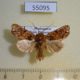 55095p-Noctuidae-Callopistria-tarsipilosa-Madagascar-15