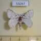 55097p Lymantridae Synclysmus niveus Madagascar $8