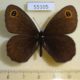 55105p-Satyridae-Erebia-cyclopius-Krasnoyarsk-reg.-7