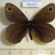 55107p-Satyridae-Erebia-cyclopius-Krasnoyarsk-reg.-7
