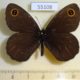 55108p-Satyridae-Erebia-cyclopius-Krasnoyarsk-reg.-7