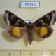 55110p-Noctuidae-Chrysorithrum-flavomaculatum-Krasnoyarsk-reg.-6