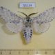 55114p-Notodontiidae-Cerura-vinula-Krasnoyarsk-reg.-6