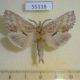 55118p-Notodontiidae-Pterostoma-palpinum-Krasnoyarsk-reg.-4