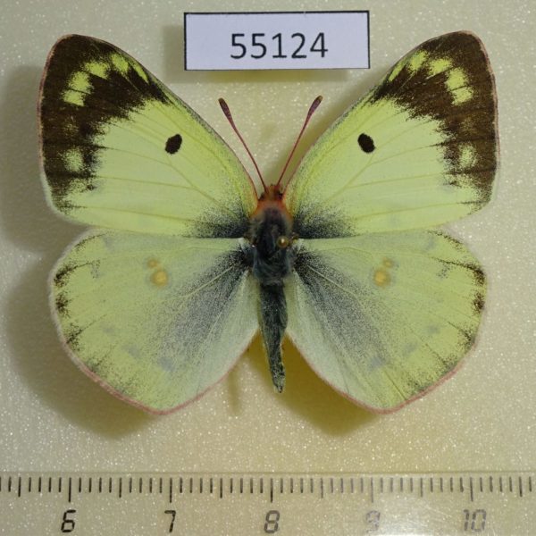 Pieridae Colias hyale Krasnoyarsk reg.