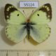 55124p-Pieridae-Colias-hyale-Krasnoyarsk-reg.-4