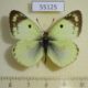 55125p-Pieridae-Colias-hyale-Krasnoyarsk-reg.-4