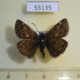 55135p-Hesperidae-Erynnis-tages-Krasnoyarsk-reg.-4