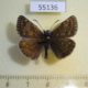 55136p-Hesperidae-Erynnis-tages-Krasnoyarsk-reg.-7