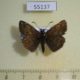 55137p-Hesperidae-Erynnis-tages-Krasnoyarsk-reg.-6