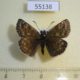 55138p-Hesperidae-Erynnis-tages-Krasnoyarsk-reg.-7
