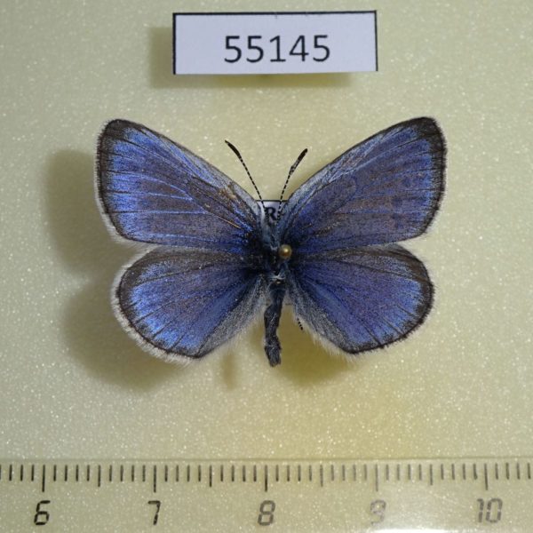 Lycaenidae Glaucopsyche lycormas Krasnoyarsk reg.