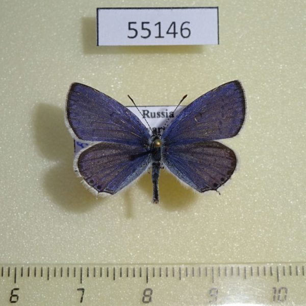 Lycaenidae Everes argiades Krasnoyarsk reg.