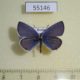 55146p-Lycaenidae-Everes-argiades-Krasnoyarsk-reg.4