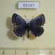 55147p-Lycaenidae-Scolantides-orion-Krasnoyarsk-reg.-8