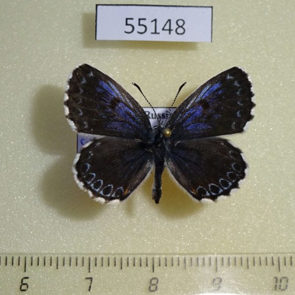 Lycaenidae Scolantides orion Krasnoyarsk reg.