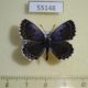 55148p-Lycaenidae-Scolantides-orion-Krasnoyarsk-reg.-8