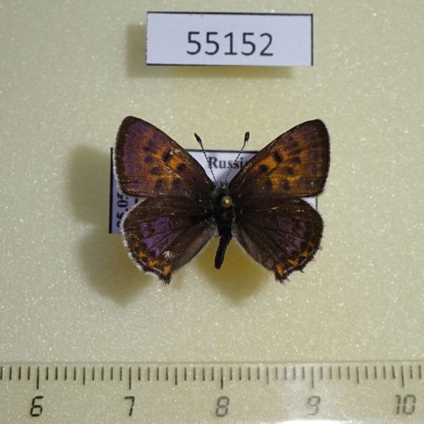 Lycaenidae Helleia helle Krasnoyarsk reg.