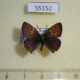 55152p-Lycaenidae-Helleia-helle-Krasnoyarsk-reg.-6