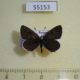 55153p-Lycaenidae-Tongeia-fischeri-Krasnoyarsk-reg.-8