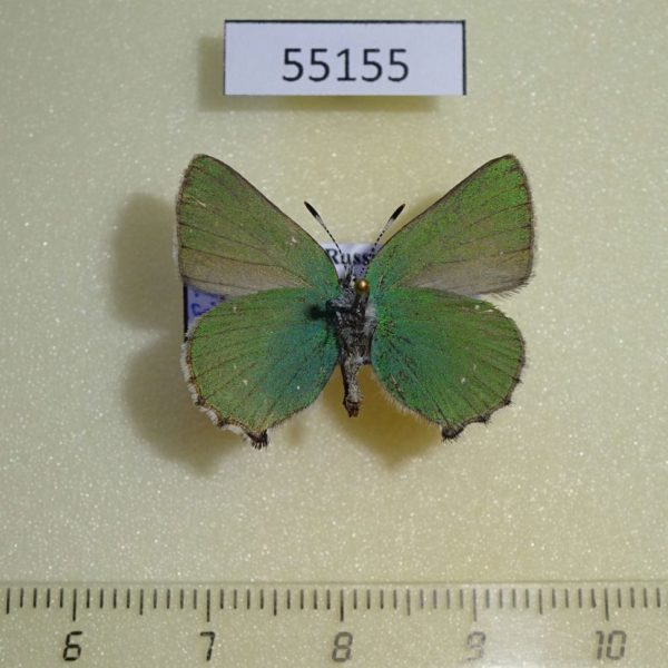 Lycaenidae Callophrys rubi Krasnoyarsk reg.