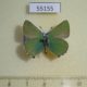 55155p-Lycaenidae-Callophrys-rubi-Krasnoyarsk-reg.-7