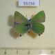 55156p-Lycaenidae-Callophrys-rubi-f-Krasnoyarsk-reg.-9